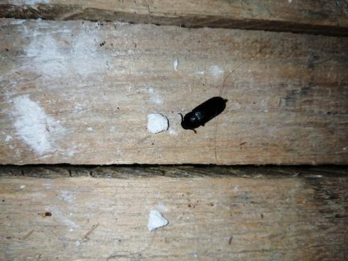 Réf. 288 700 : Tenebrio sp.