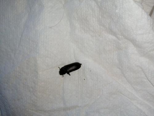 Réf. 288 701 : Tenebrio sp.