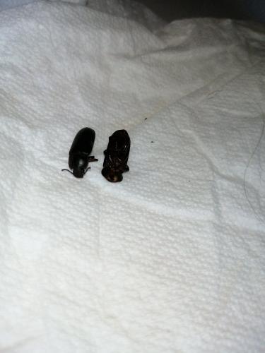 Réf. 288 699 : Tenebrio sp.
