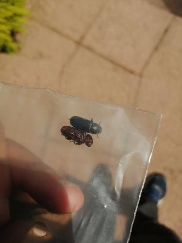 Tenebrio sp.