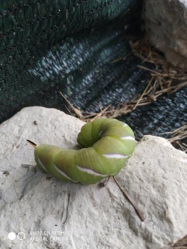 Réf. 288 823 : Sphinx ligustri