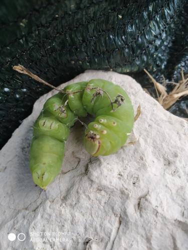Réf. 288 824 : Sphinx ligustri