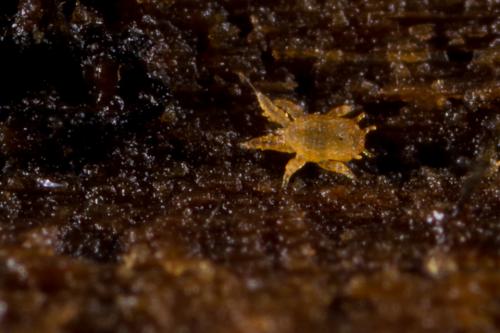 Réf. 288 919 : Lasioseius muricatus
