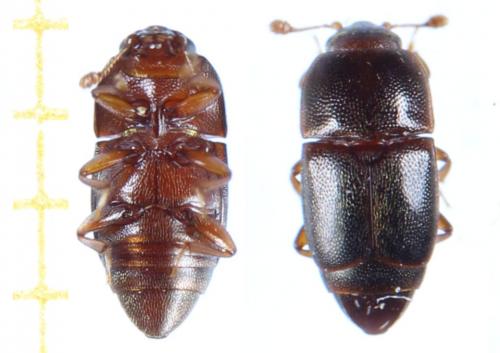 Réf. 288 644 : Carpophilus sp.
