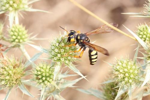 Cerceris tuberculata