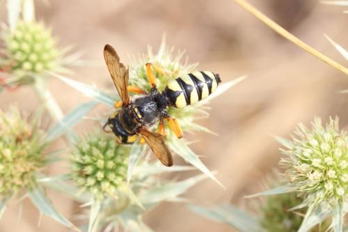 Cerceris tuberculata