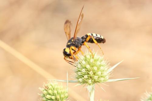 Réf. 288 520 : Cerceris tuberculata