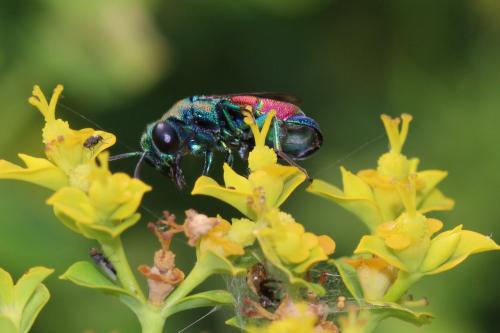 Pseudochrysis incrassata