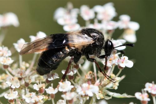 Abia fasciata