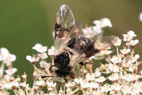Abia fasciata