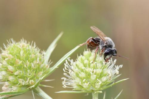 Réf. 288 359 : Andrena variabilis