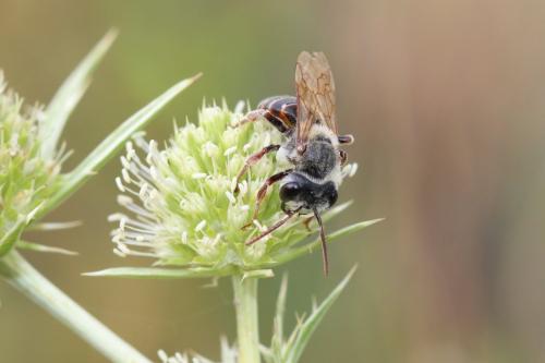 Réf. 288 360 : Andrena variabilis