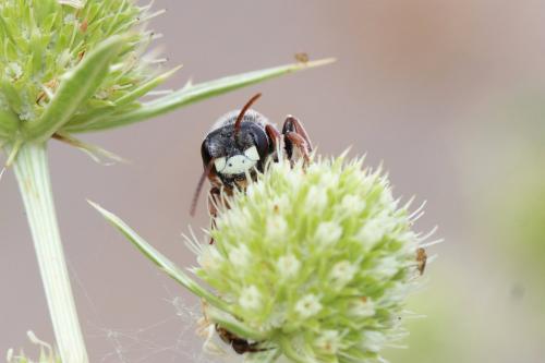 Réf. 288 361 : Andrena variabilis