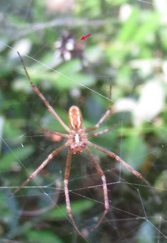 Réf. 288 177 : Argiope bruennichi