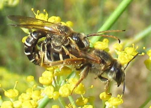 Réf. 288 215 : Halictus (brunnescens-quadricinctus)