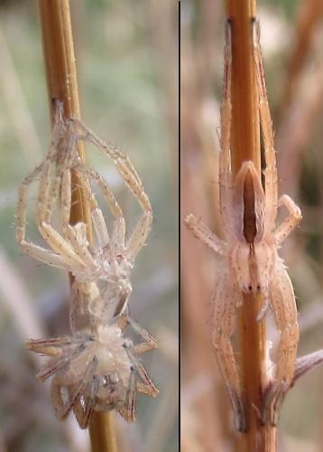 Micrommata ligurina