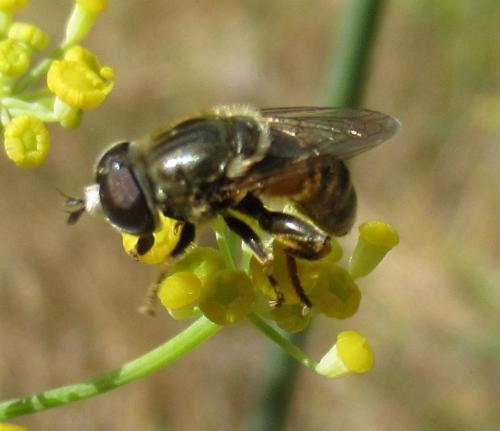 Réf. 288 345 : Merodon avidus