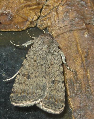 Réf. 288 189 : Caradrina clavipalpis