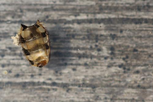 Syrphus sp.