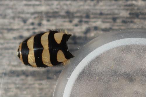 Syrphus sp.