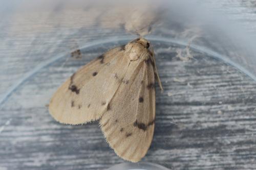 Paidia rica