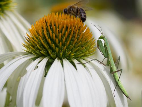 Mantis religiosa