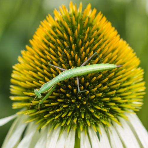 Mantis religiosa