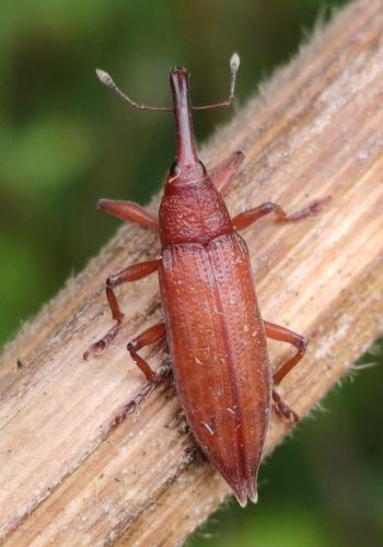 Réf. 288 552 : Lixus iridis