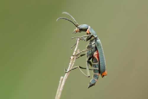 Réf. 288 845 : Anthomalachius strangulatus