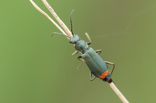 Anthomalachius strangulatus