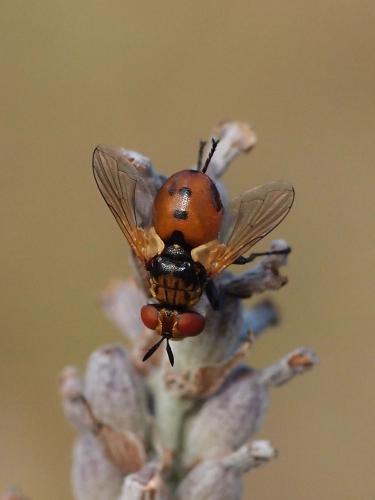 Réf. 288 503 : Gymnosoma sp.