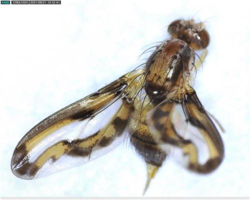Toxoneura muliebris