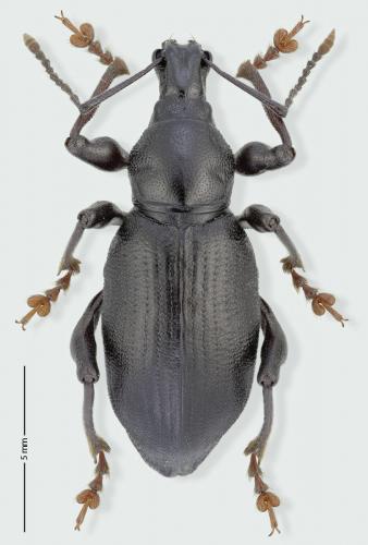 Otiorhynchus pourtoyi