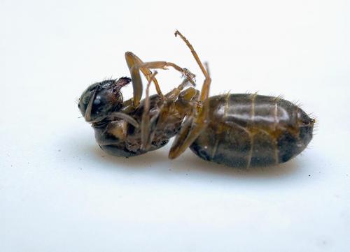 Réf. 288 800 : Lasius sp.