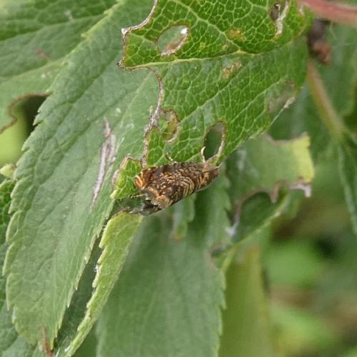 Enarmonia formosana