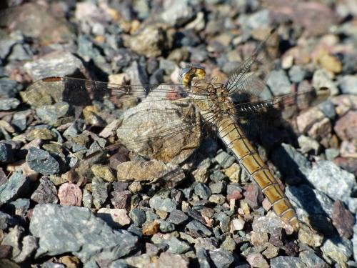 Réf. 288 425 : Orthetrum brunneum
