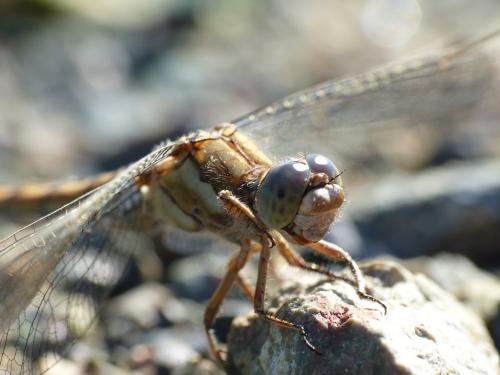 Orthetrum brunneum