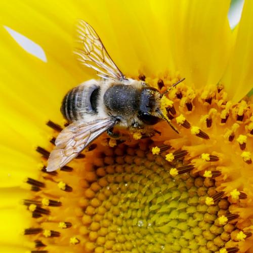 Réf. 288 086 : Megachile sp.