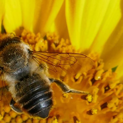 Réf. 288 087 : Megachile sp.