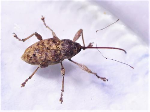 Réf. 288 018 : Curculio sp.