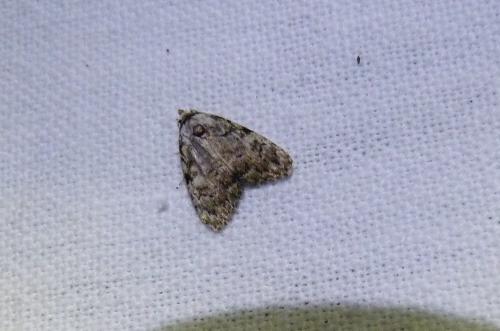Réf. 288 228 : Meganola strigula