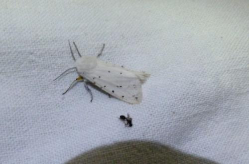 Spilosoma lubricipeda