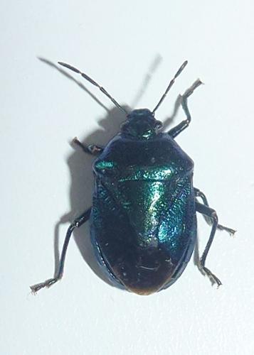 Réf. 288 813 : Zicrona caerulea