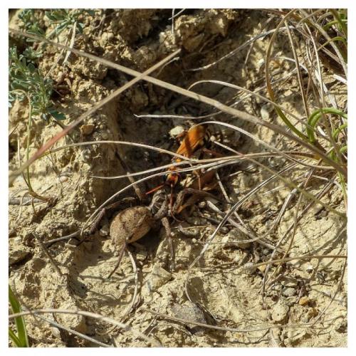 Réf. 288 288 : Cryptocheilus alternatus