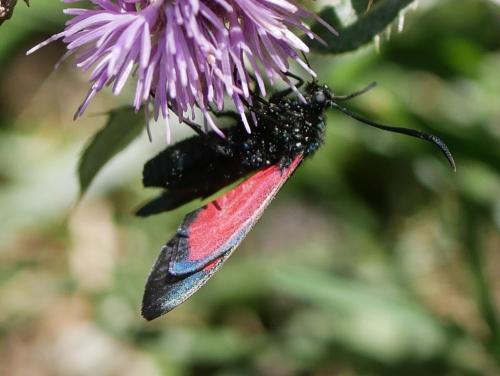 Zygaena sp.