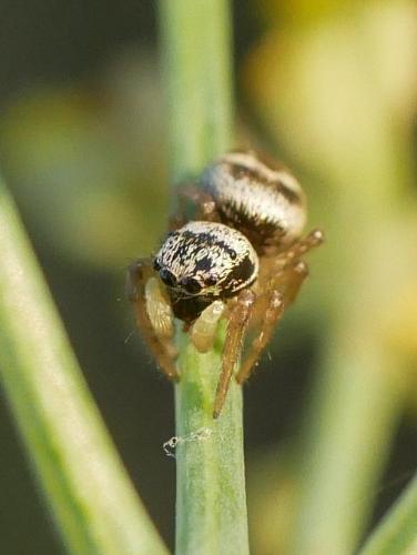 Réf. 288 723 : Heliophanus sp.