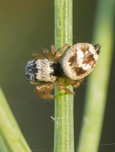 Heliophanus sp.