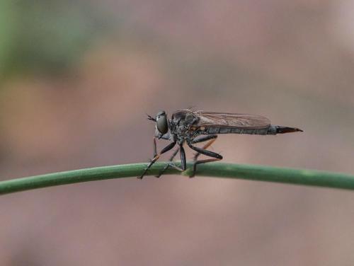 Réf. 288 780 : Neomochtherus geniculatus