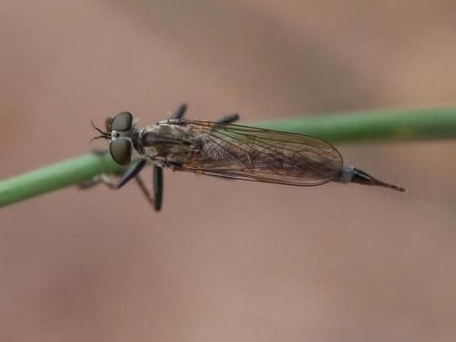 Réf. 288 782 : Neomochtherus geniculatus