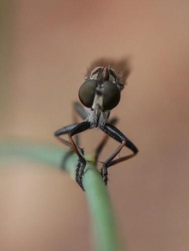 Réf. 288 783 : Neomochtherus geniculatus